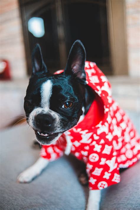 lv long sleeve shirt|louis vuitton french bulldog shirt.